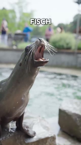 Reel für Kölner Zoo × MSC
